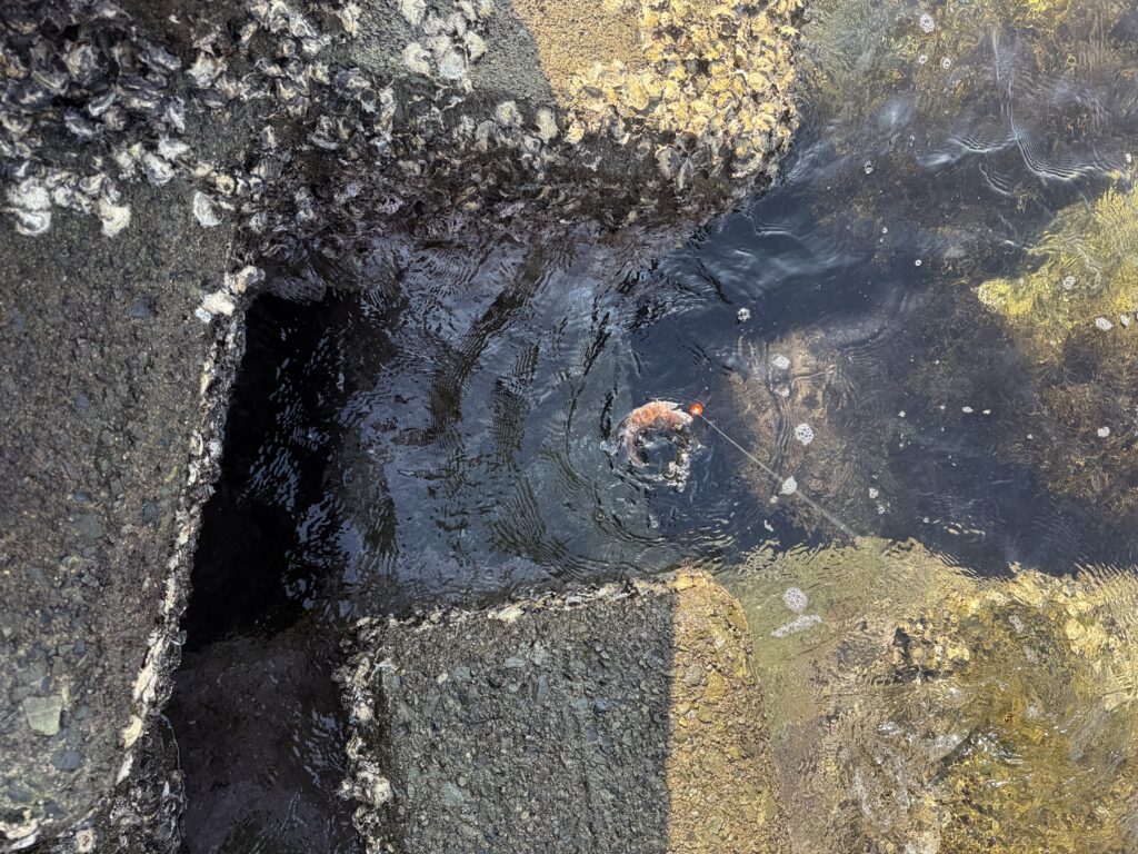 テトラポットの隙間から魚（イソベラ）を釣り上げた瞬間の様子。