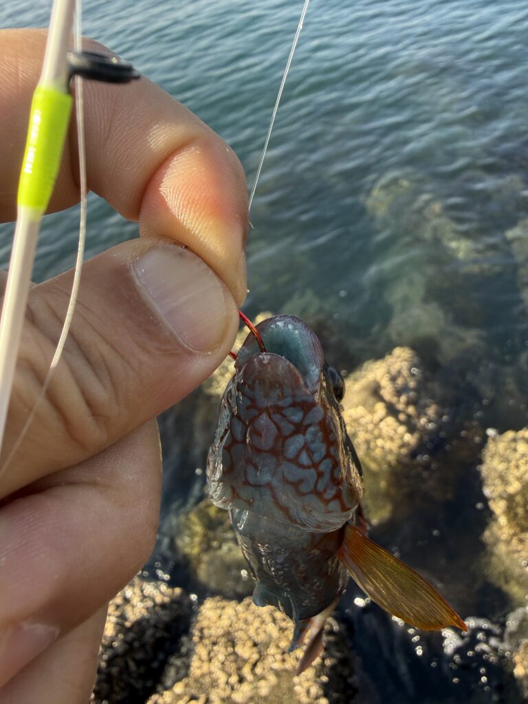 釣り上げた鮮やかな赤い模様のイソベラの接写。