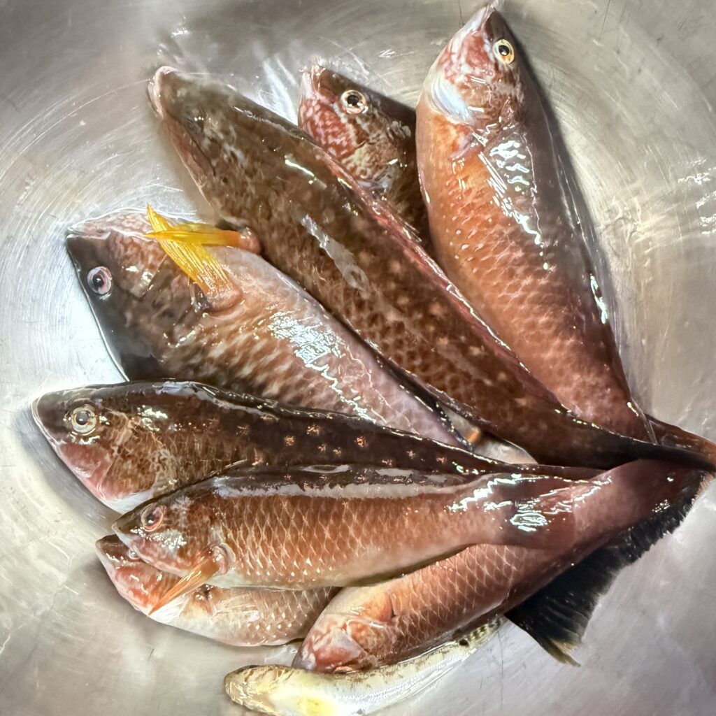 松山近郊の穴釣りでキープしたベラの釣果。ブラクリ仕掛けで釣り上げた新鮮な魚を調理して味わうための準備。
