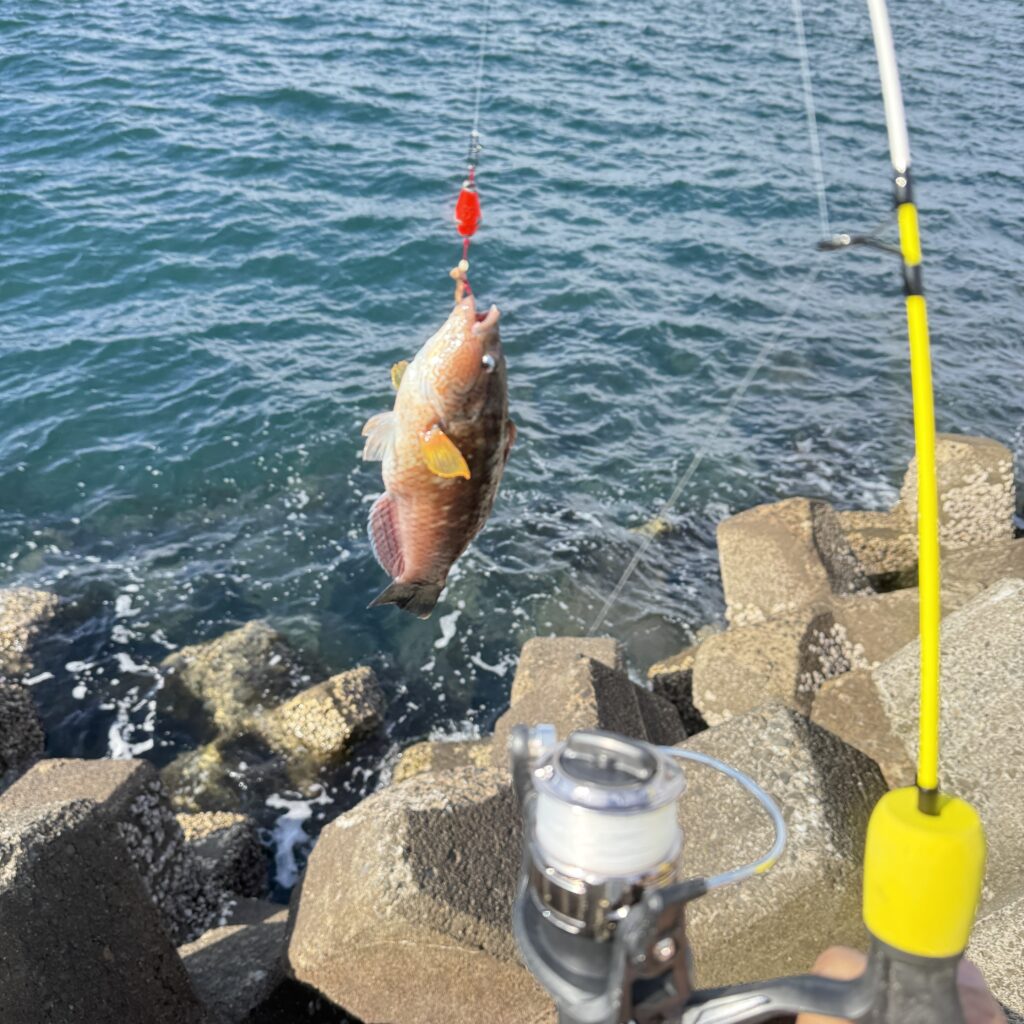 松山近郊のテトラポットでの穴釣りで釣り上げたベラ。ブラクリ3号とアオイソメの仕掛けをしっかり咥えた実釣の成果。