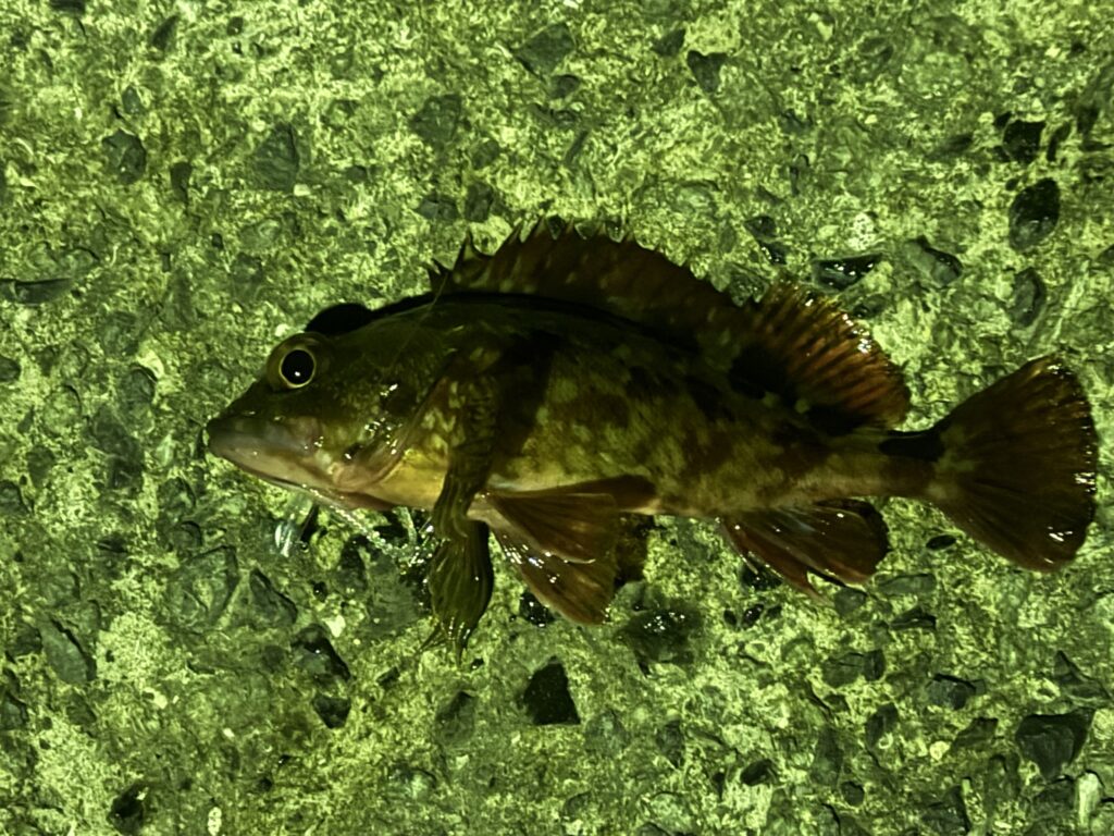アジング中に釣れたガッシー（カサゴ）