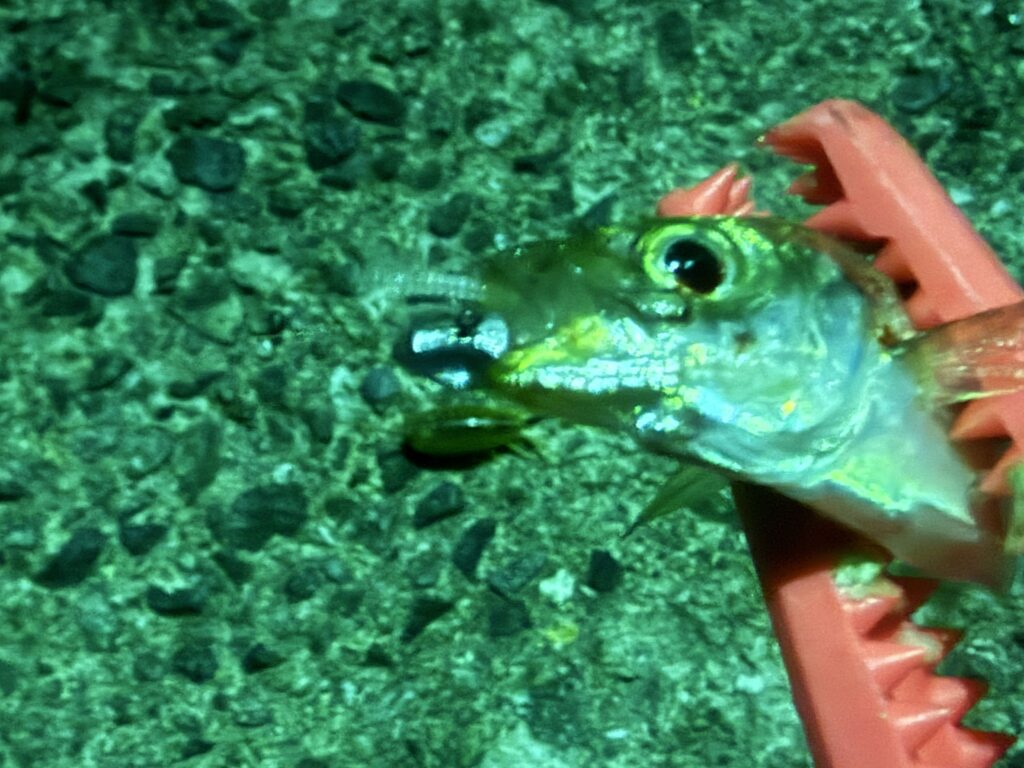 釣れたばかりの体長約10cmの超・豆アジの頭部を、ピンク色のフィッシュグリップで掴んでいる様子。背景はコンクリート。