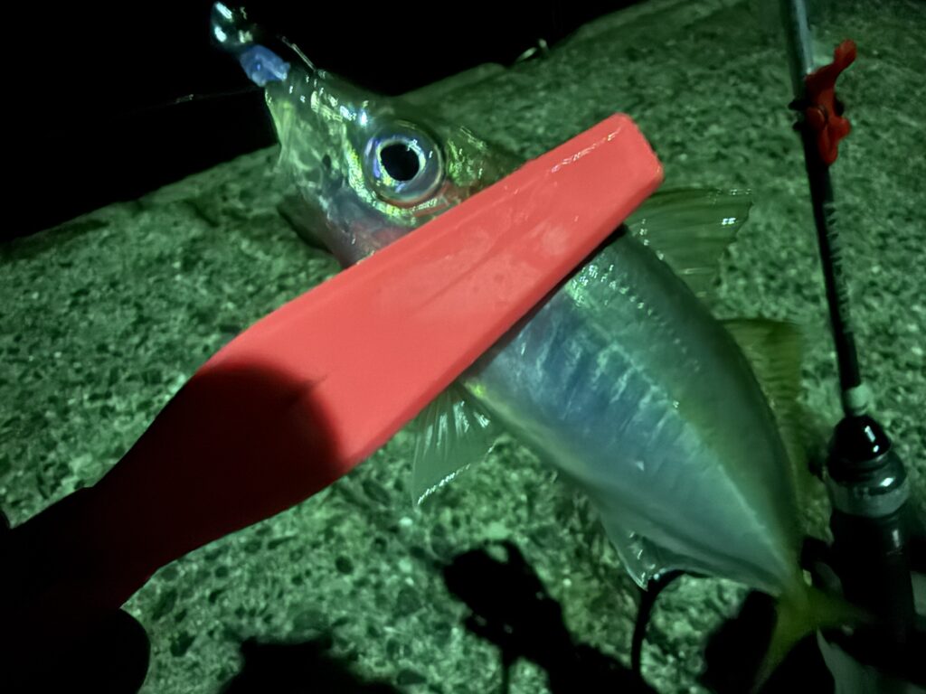 アジングで釣り上げた豆アジの釣果写真：上あごにしっかりとフッキングしている様子