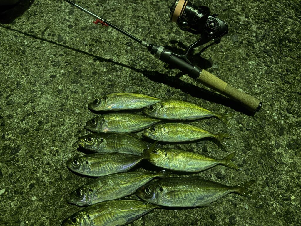 アジングで2時間で釣れた豆アジの釣果写真とタックルの様子