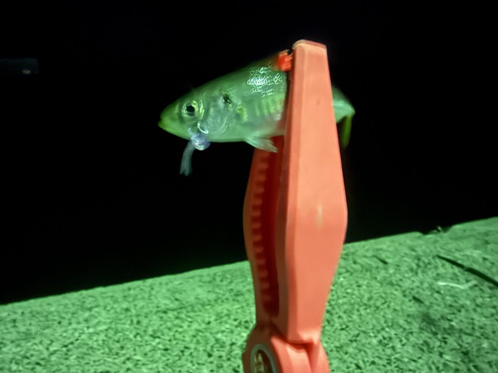 DUO チビバーニー UVムラムラっこで釣れた豆アジの実釣写真