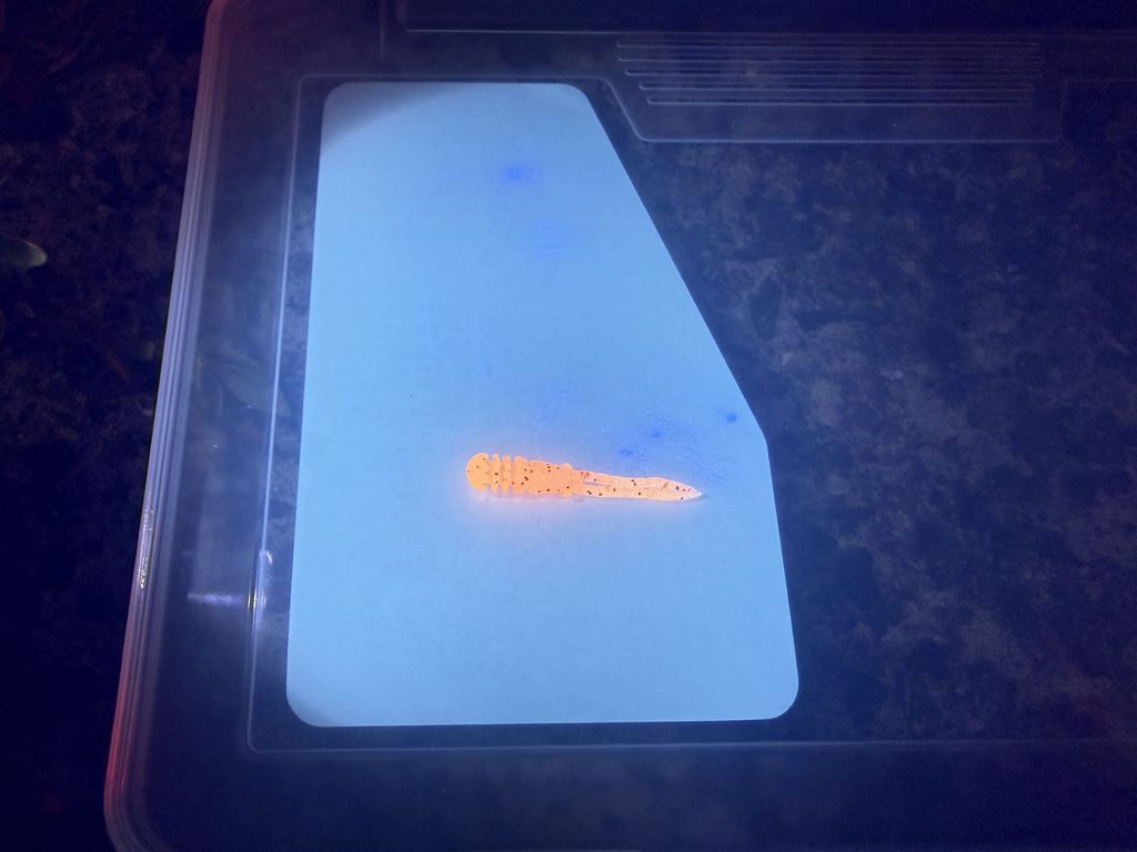 DUO テトラワークス チビバーニー つぶつぶピンクのブラックライト（UV）照射時の発光状態