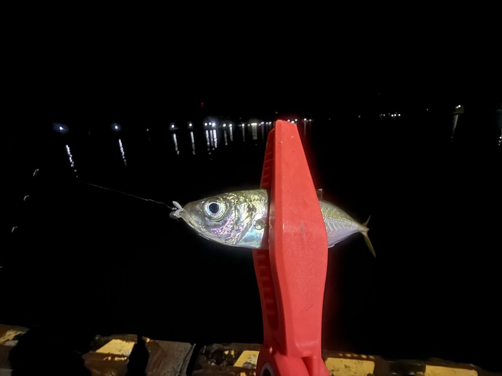 34小豆ちゃん0.4gで釣り上げた超豆アジ