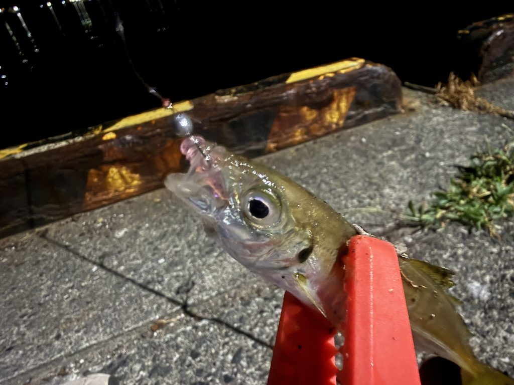 小豆ちゃん0.4gとチビバーニーの組み合わせで釣れた豆アジ